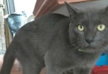 Gato de duas famílias: tinha duas casas, dois nomes e dois proprietários