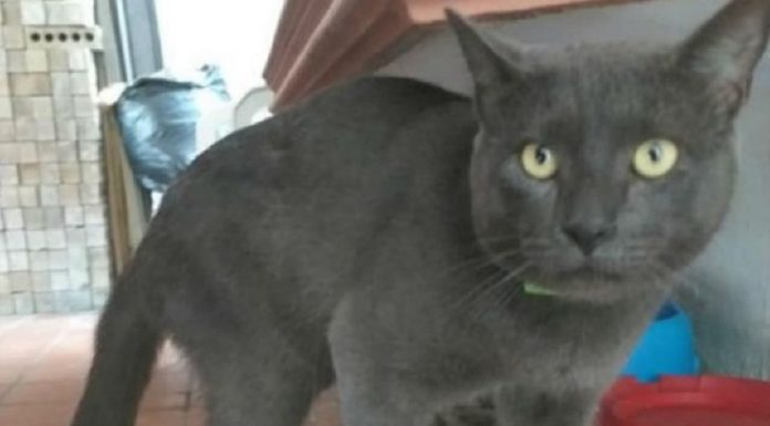 Gato de duas famílias: tinha duas casas, dois nomes e dois proprietários