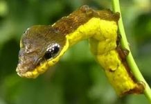 Inédito: lagarta põe ovos e dá à luz na mesma ninhada.