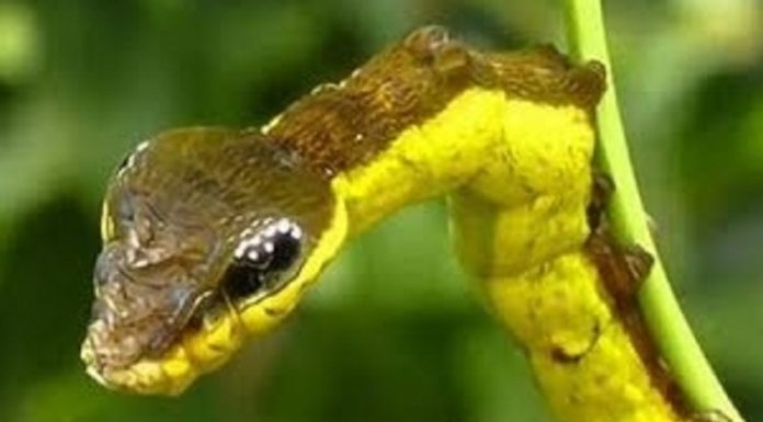 Inédito: lagarta põe ovos e dá à luz na mesma ninhada.