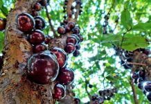Extrato de jabuticaba será comercializado e é indicado para diabetes e gordura no fígado.