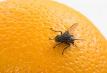 7 dicas eficazes para manter moscas e mosquitos longe!