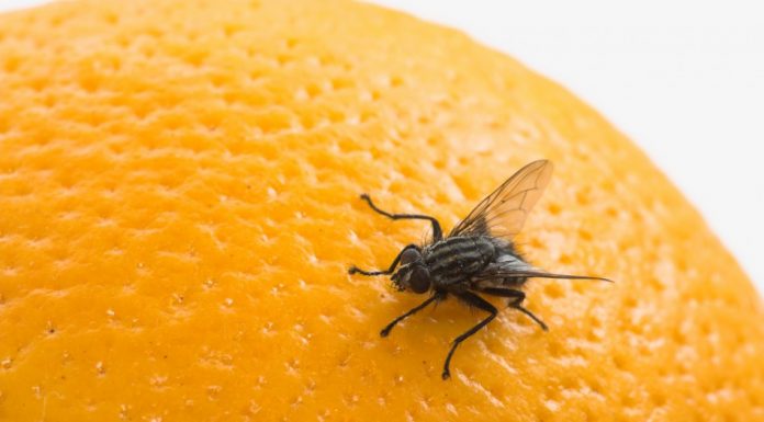 7 dicas eficazes para manter moscas e mosquitos longe!