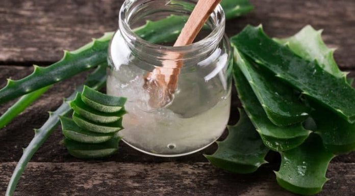 “Planta da imortalidade”, é como foi reconhecida