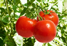 O tomate é rico em antioxidantes e é capaz de combater o câncer e doenças cardiovasculares