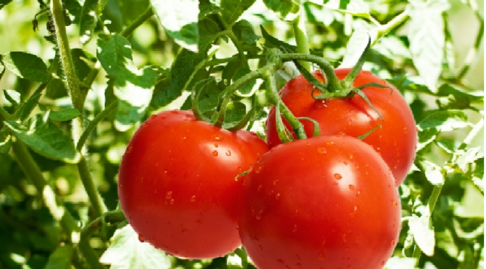 O tomate é rico em antioxidantes e é capaz de combater o câncer e doenças cardiovasculares