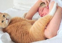 Gatos são tão apegados aos donos quanto cachorros, diz estudo