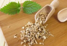 Urtiga – Benefícios e propriedades da raiz e seu chá