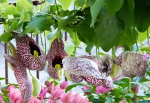 Planta Cipó mil homens – Para que serve?