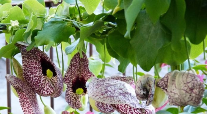 Planta Cipó mil homens – Para que serve?