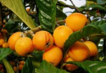 Conheça os benefícios da folha de nespereira