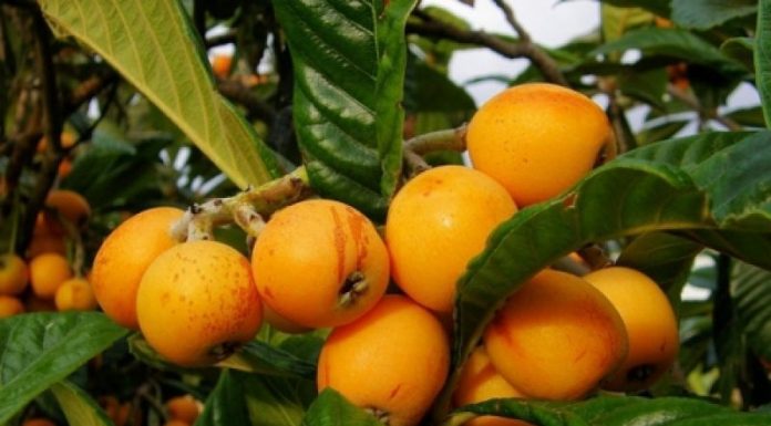 Conheça os benefícios da folha de nespereira