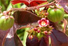 Pinhão-roxo, o poder curativo que vai além dos banhos de purificação