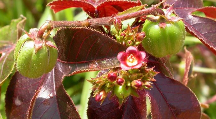 Pinhão-roxo, o poder curativo que vai além dos banhos de purificação