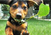 Analise com atenção: As 7 plantas venenosas que podem fazer mal para o seu cão.