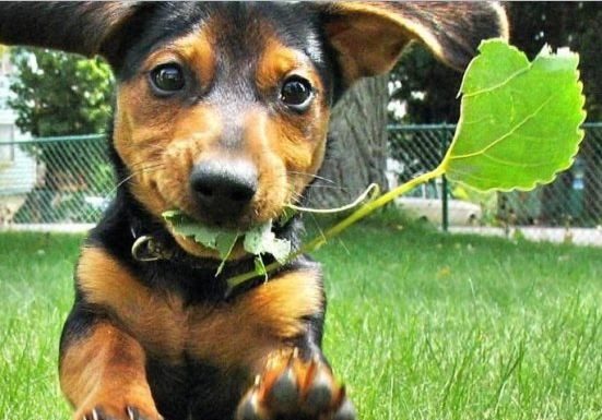 Analise com atenção: As 7 plantas venenosas que podem fazer mal para o seu cão.