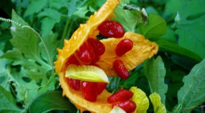 Melão-de-São-Caetano – uma planta singela, que promete ajudar no combate de vários tipos de câncer, como o pancreático, um dos mais letais.