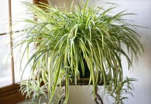 Clorófito, a planta que purifica todo o ambiente de sua casa