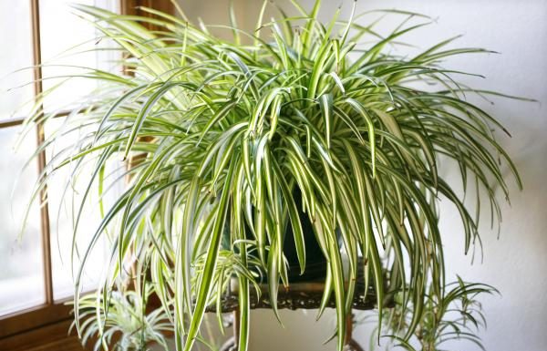 Clorófito, a planta que purifica todo o ambiente de sua casa