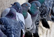 Você já se perguntou por que nunca viu um pombo filhote?