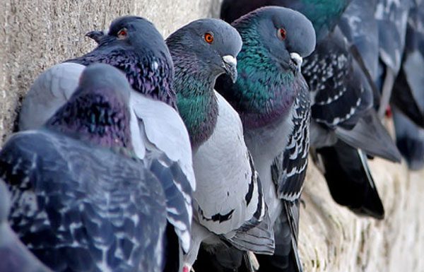 Você já se perguntou por que nunca viu um pombo filhote?