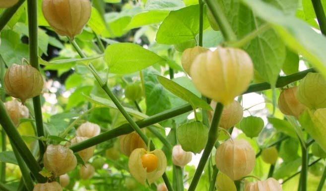 Camapu: a planta que ajuda na recuperação de Alzheimer e Parkinson