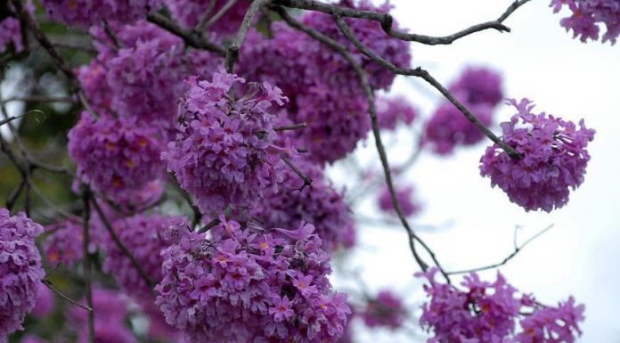Ipê-roxo pode ajudar no tratamento do câncer