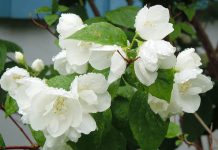 Gardênia ‘tão poderosa quanto o valium’ para reduzir o estresse e a ansiedade