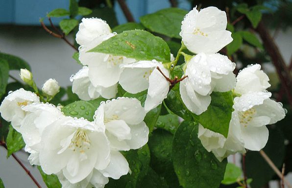 Gardênia ‘tão poderosa quanto o valium’ para reduzir o estresse e a ansiedade