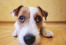 Para o seu cão você sempre será a pessoa mais linda do mundo – por Josie Conti