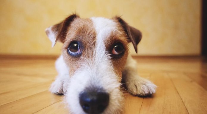 Para o seu cão você sempre será a pessoa mais linda do mundo – por Josie Conti