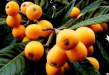 Nêspera, muito bom para diabéticos.