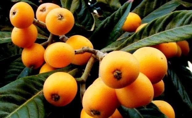 Nêspera, muito bom para diabéticos.