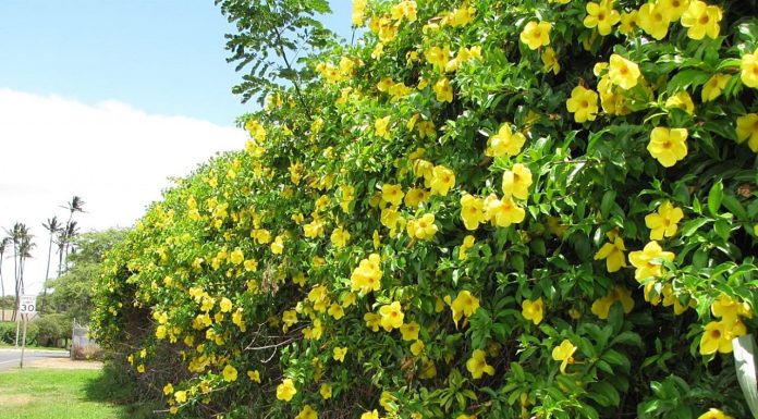 Alamanda: trepadeira espetaculosa que traz beleza e sofisticação ao seu ambiente
