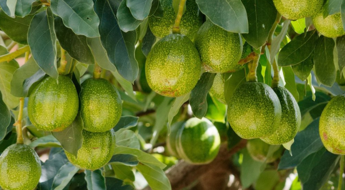 Abacate naturalmente aumenta concentração e memória -veja outros alimentos