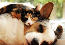 Espanha multará até 30.000 euros para quem atropelar ou abandonar seus animais de estimação.