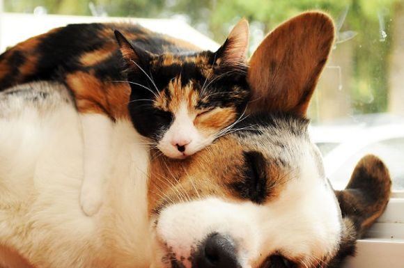 Espanha multará até 30.000 euros para quem atropelar ou abandonar seus animais de estimação.