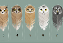 Escolha uma das nove penas de coruja e leia a mensagem correspondente.