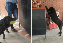 Preto, o cachorro vira-lata que compra comida com folhas