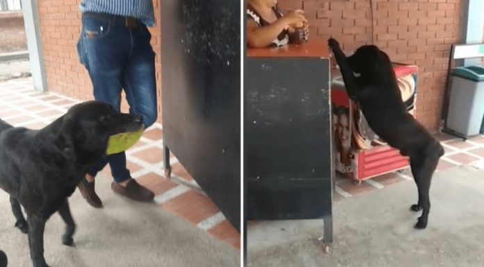 Preto, o cachorro vira-lata que compra comida com folhas