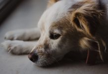 Holanda: o primeiro país que conseguiu abrigar todos os cães sem dono.