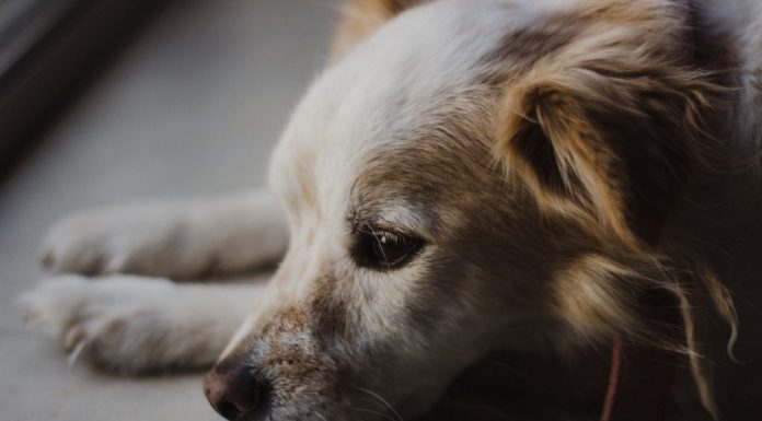 Holanda: o primeiro país que conseguiu abrigar todos os cães sem dono.