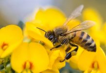 Desaparecimento ou extinção das abelhas: como evitar?