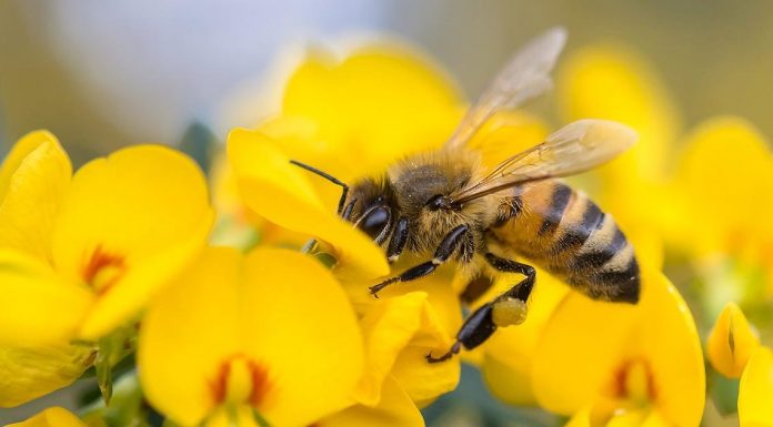 Desaparecimento ou extinção das abelhas: como evitar?