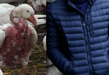 Gansos e patos têm suas asas quebradas e penas arrancadas para fazer jaquetas.