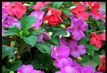 Maria-sem-vergonha: simples e singela, multicolorida, delicada e ainda floresce o ano todo