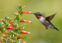 Quando você vir um beija-flor, uma alma amada veio te visitar…