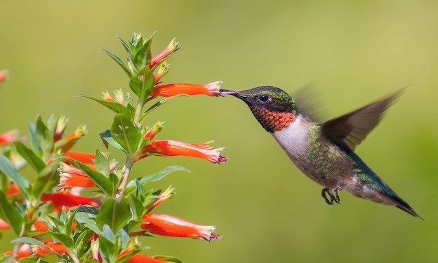Quando você vir um beija-flor, uma alma amada veio te visitar…