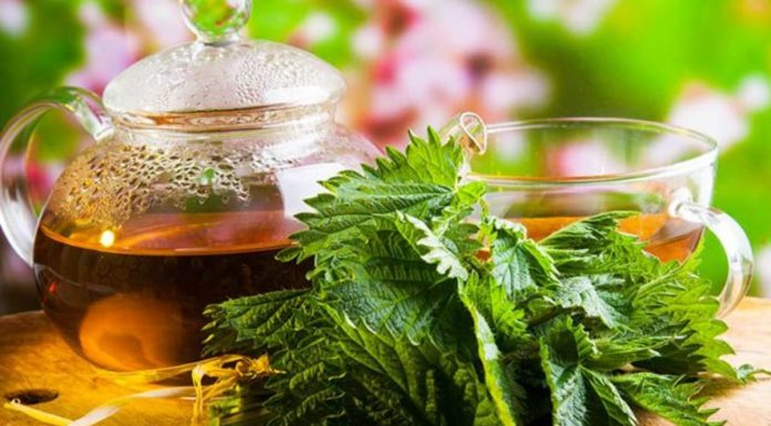 Se você beber xarope de urtiga, terá sangue saudável e purificado.