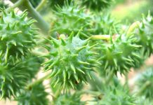 Óleo de rícino: para fortalecimento dos cabelos e pele radiantes.